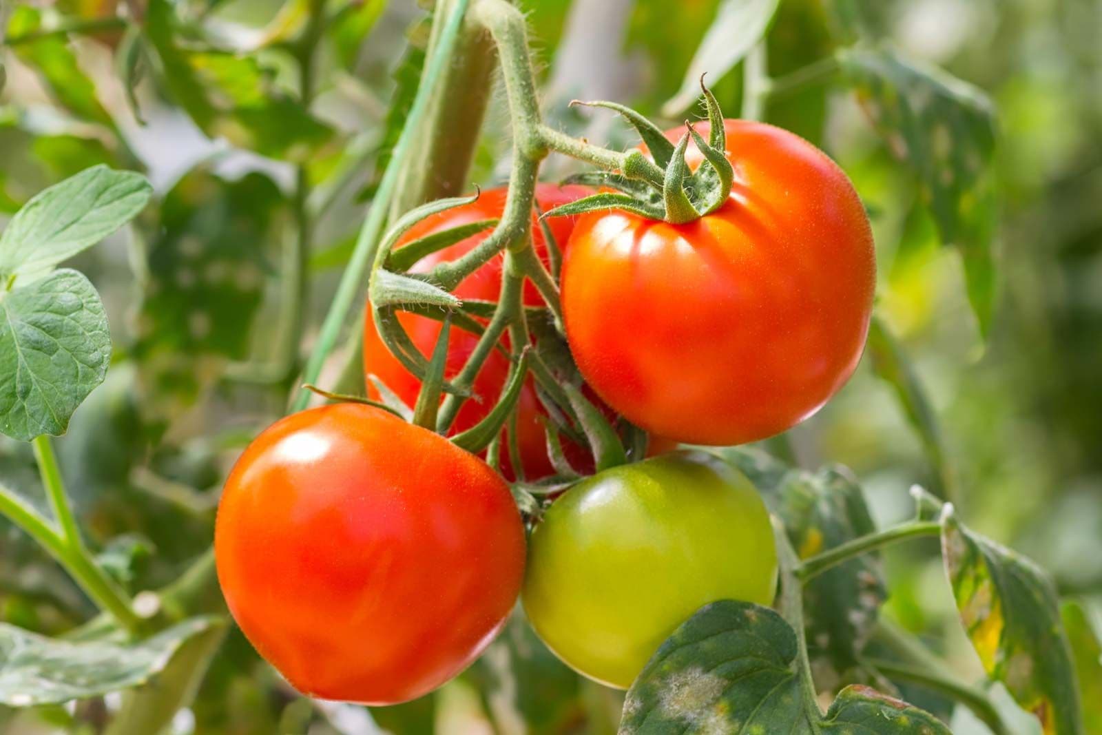 Fresh Tomato